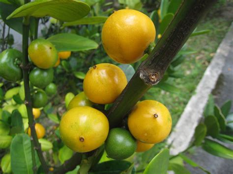 福樹開花|福木(嘉義植物園)